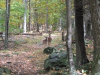 Shenandoah deer